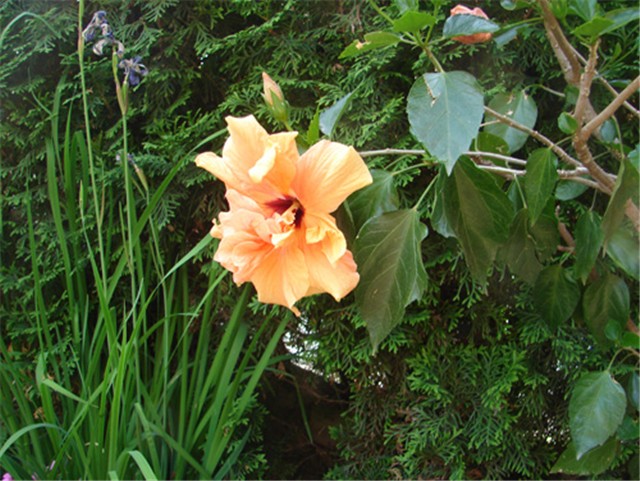 Hibiskus